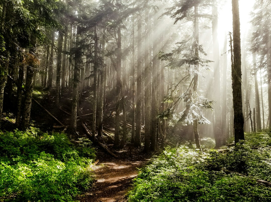 forest conservation